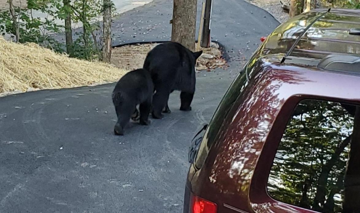 Can'T "Bear" To Leave Vila Sevierville Exterior foto
